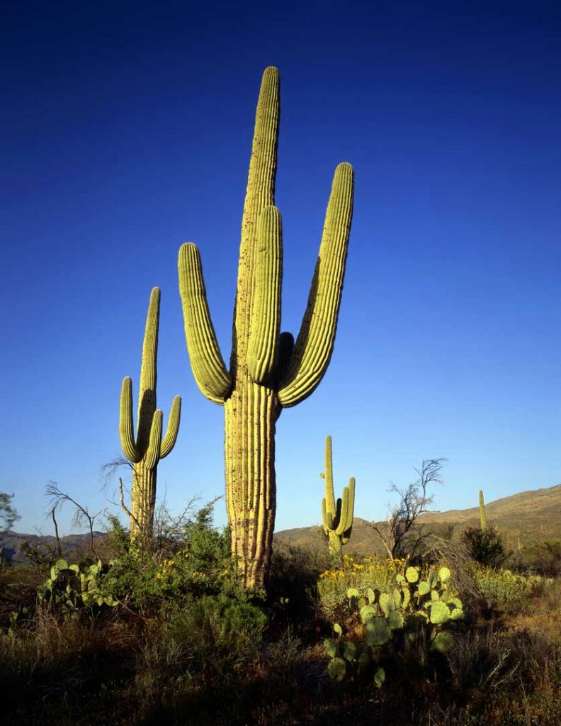 Saguaro cactus and Sonoran Desert landscape
